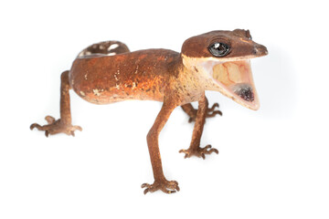 Cat eye gecko found in the south of Thailand until The Philippines and Indonesia. It's common...