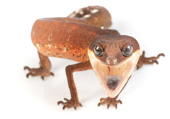 Cat eye gecko found in the south of Thailand until The Philippines and Indonesia. It's common exotic pet but yet hard to keep. Not for beginner