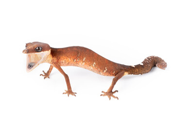 Cat eye gecko found in the south of Thailand until The Philippines and Indonesia. It's common exotic pet but yet hard to keep. Not for beginner