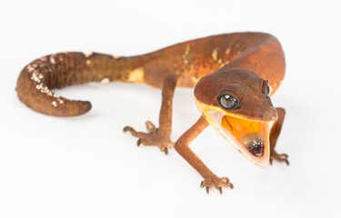 Cat eye gecko found in the south of Thailand until The Philippines and Indonesia. It's common...
