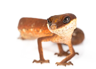 Cat eye gecko found in the south of Thailand until The Philippines and Indonesia. It's common exotic pet but yet hard to keep. Not for beginner