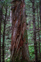 Tree in the woods with interesting bark