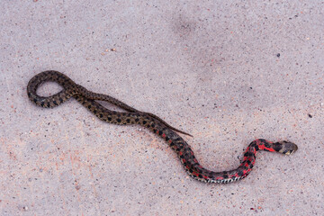 Fototapeta premium Red snake on concrete in a park near Ningzhengong Taoist Monastery in Zhejiang, China
