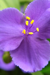 Fioletowe kwiaty trzykrotki wirginijskiej (Tradescantia virginiana) © Monika