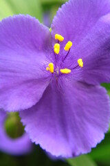 Fioletowe kwiaty trzykrotki wirginijskiej (Tradescantia virginiana) © Monika