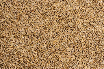 Grain texture of wheat, barley, rye, oat on the screen, natural dry cereal seeds, macro shot. Product of agricultural activity. Germination of cereals for proper nutrition. Close-up