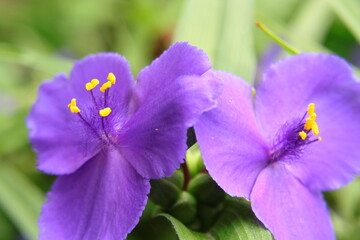 Fioletowe kwiaty trzykrotki wirginijskiej (Tradescantia virginiana) © Monika