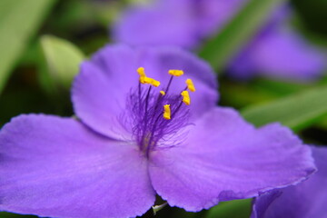 Fioletowe kwiaty trzykrotki wirginijskiej (Tradescantia virginiana) © Monika