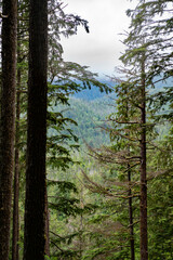 Peeking through trees and seeing more nature portrait orientation