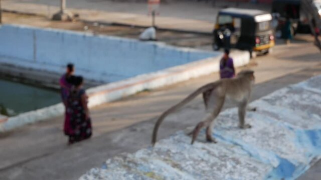 monkey stares in disbelief and escapes, slowmo