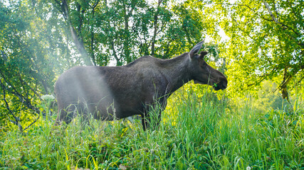 Young Bull moose in Alaska with leaf in his mouth