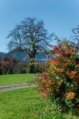 Herbstliche Landschaft mit Baum