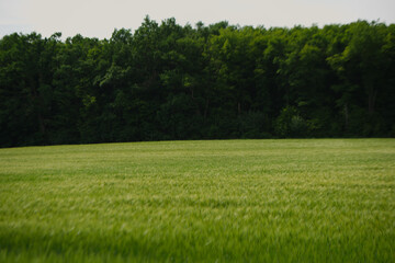 Getreidefeld mit Wald