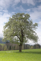 Fototapeta na wymiar Baum auf einer Wiese