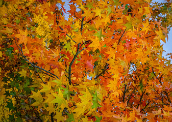 View of colorful leaves of red maple against blue sky