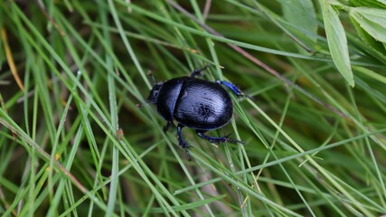 Photo of a black bug on grass. Trypocopris vernalis
