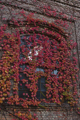 Herbstliches überwachsenes Fenster