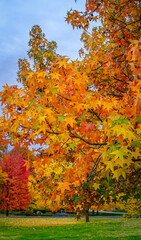 View of colorful leaves of red maple against blue sky