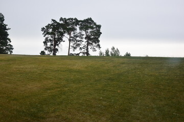 Obraz premium morning in the meadow landscape with trees