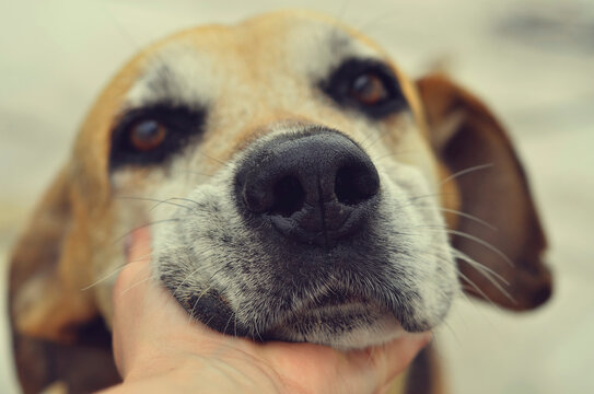 Dog Face Portrait With Woman Hand Under Her Chin