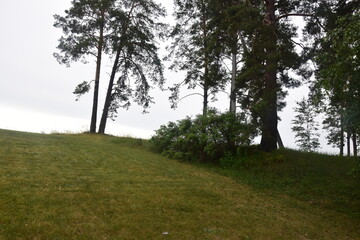 Obraz premium morning in the meadow landscape with trees