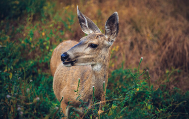 Deer in the Meadow, Yosemite National Park, California