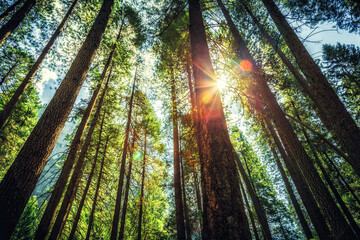Fototapeta na wymiar Trees Rising to the Sun in Yosemite National Park, California