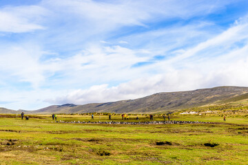Nature of the Falkland Islands