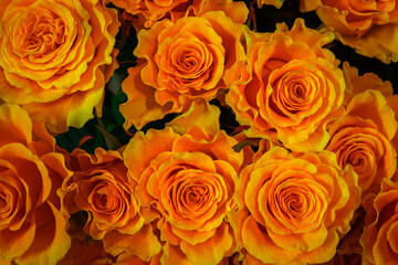  gold roses close-up.