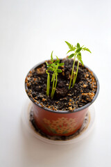 Fresh small plum tree seedlings in brown plastic pot isolated on white background