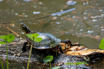 Painted Turtle