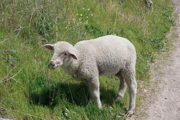 Close-up view of a single sheep grazing and eating on a wild coastal hillside area in California