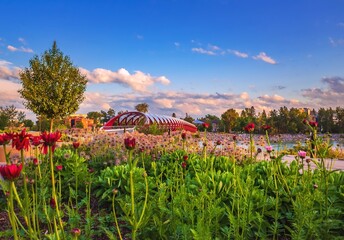 Flowers By The Peace Bridge