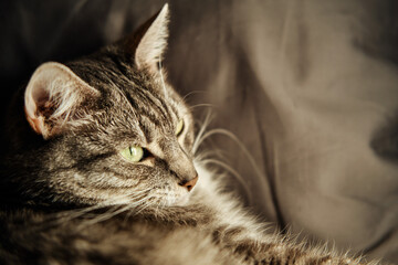 A grey cat lies on a grey pillow and looks with green eyes, copy space