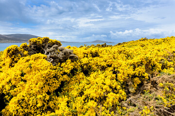 Nature of the Falkland Island, grass and sky