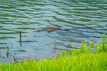 A good-sized Alligator in a pond near a new community in west-central Florida.