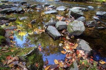 Autumn Leaf Reflection. Fall leaves on a rocky riverbank with autumn trees reflected in the waters of a small stream in northern Michigan.