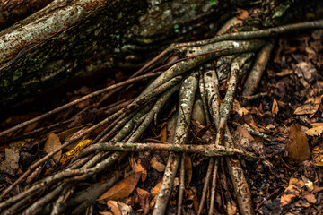 A grouping of roots on an old oak tree.