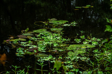 Lilies and other water plants growing in the river.