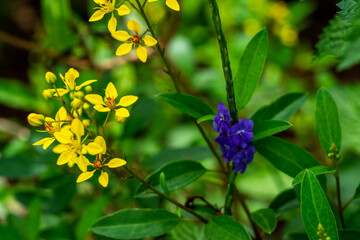 Beautiful flowers growing and blooming all over the park.