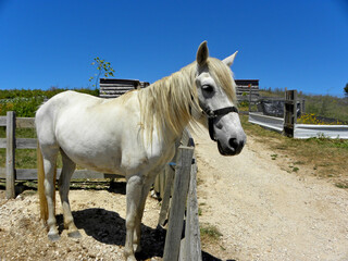  White horse in a stall on a livestock farm against the background of blue sky. 