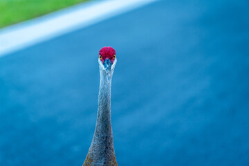 A curious pair of Sandhill Cranes came right up to me and said good morning.