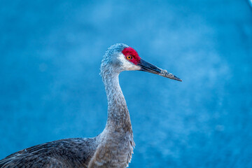 A curious pair of Sandhill Cranes came right up to me and said good morning.