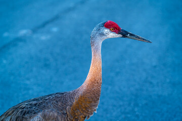 A curious pair of Sandhill Cranes came right up to me and said good morning.