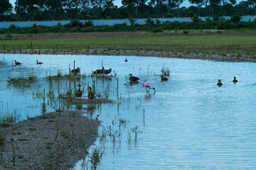 Ducks swimming in an overflow pond staying cool in the heat of the summer.