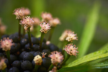 Close up nature plant image with green backgrounnd