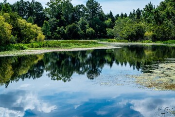 A beautiful pond with trees, lily pads, and some amazing reflections.