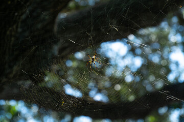 These large spiders were everywhere in the park as we walked the trails.