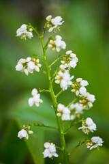 Close up nature plant image with green backgrounnd