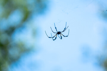 These large spiders were everywhere in the park as we walked the trails.